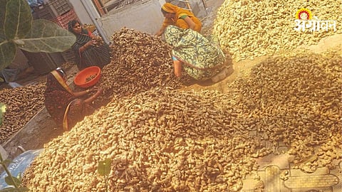 Ginger Cultivation