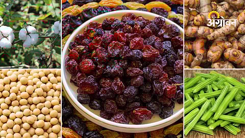 APMC market price trends for farm commodities Maharashtra