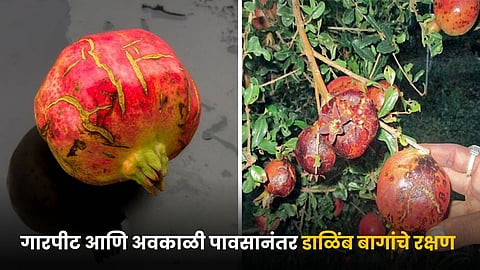 Complete guide for pomegranate orchard recovery