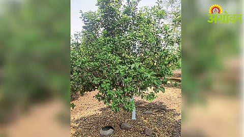 Citrus Orchard Management