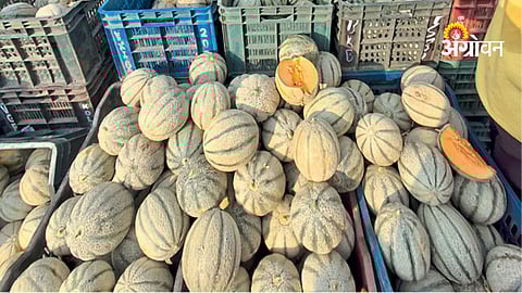Watermelon and muskmelon price drop impact on farmers India