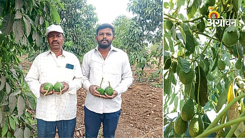 Avocado cultivation success story Maharashtra Purandar farmer