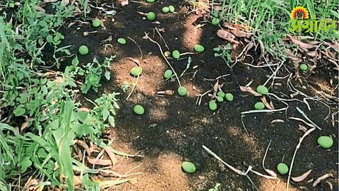 Unseasonal Rain Crop Damage