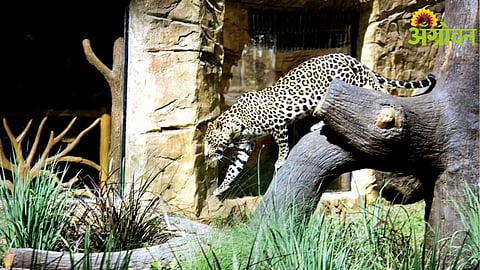 Animal Cooling System