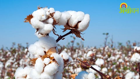 Cotton Price Increase