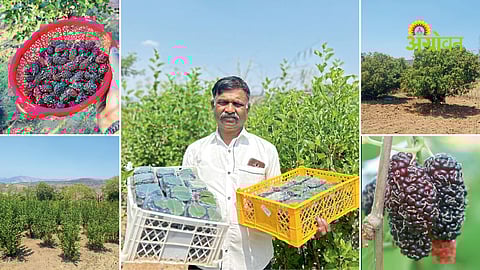 Mulberry farming income India
