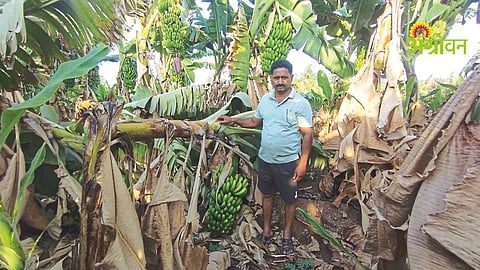 Banana farmers crisis Solapur low market price