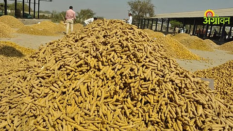 Turmeric arrival Hingoli APMC market rates update
