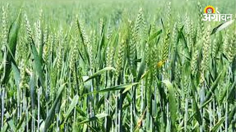 Wheat Direct Selling