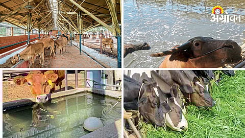 Summer Livestock Management