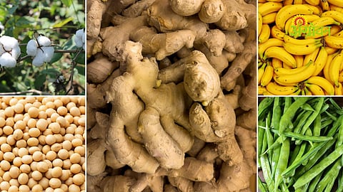 Agricultural commodity market price update Maharashtra