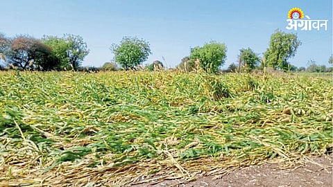 Khandesh Rain Damage