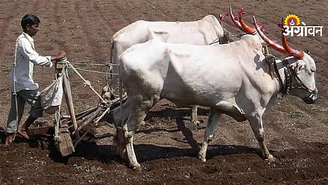 Summer Crop Wowing India Farmers