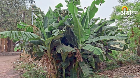 Wastewater irrigation fruit trees India