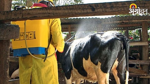 Cattle Fertility Care