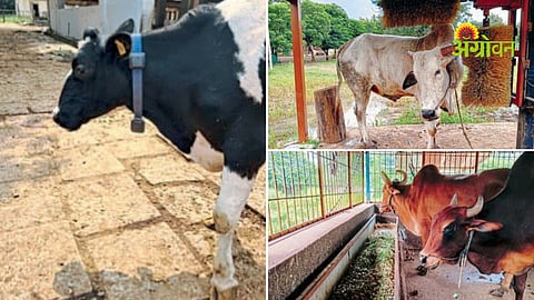 Mulberry farming income India