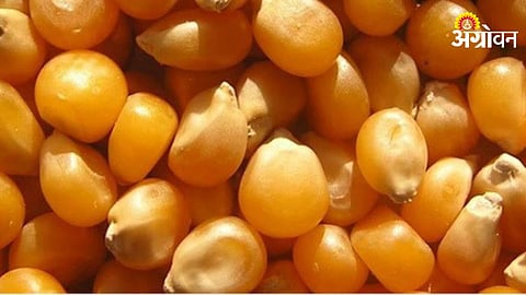 Maize Procurement Issue