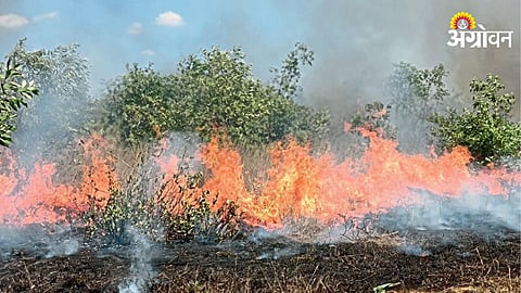 Cashew Orchard Fire