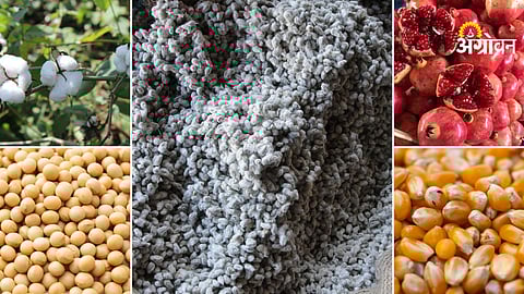 Agriculture commodity price trends Maharashtra