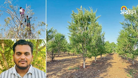 Fruit farming success story amla cultivation