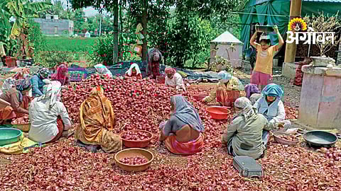 Onion Sorting