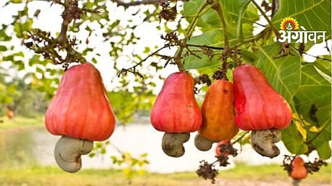 Cashew Prices Rise