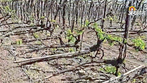 Grape crop damage by unknown persons Maharashtra