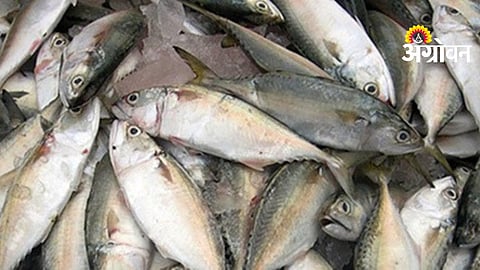 4 crore compensation approved for flood affected fishermen