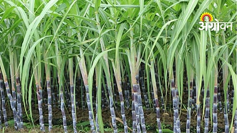 Sugarcane Labour Supply Scam