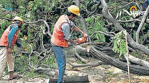 Nashik tree cutting ban April 28 details