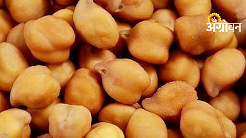 Chana Procurement Delay