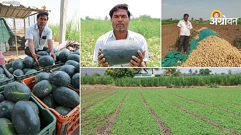 Multi cropping success story Pune Maharashtra