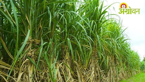 Agriculture trends in Khandesh region