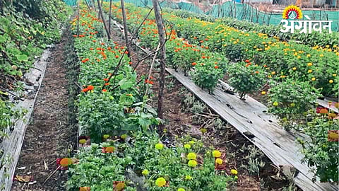 Success story of farmer in drought region