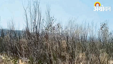 Reasons behind plantation failure in Beed Maharashtra