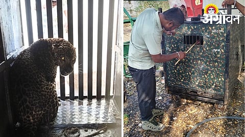 Forest department handles leopard capture cases.