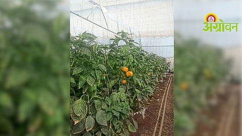 Drip Irrigation System