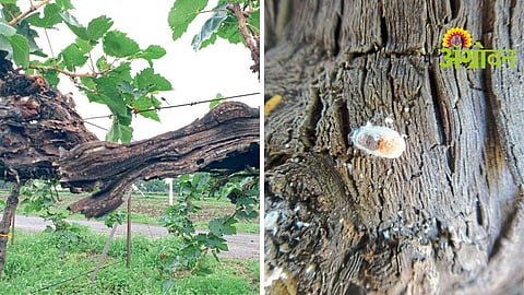 Grape Orchard Management