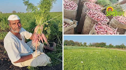 Carrot Farming