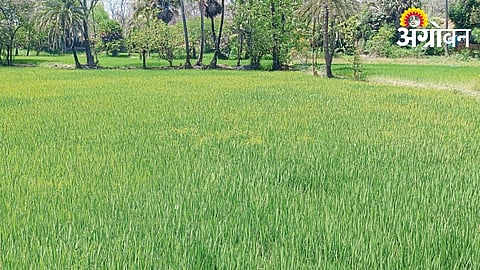 Surya project impact on Dahanu farmers