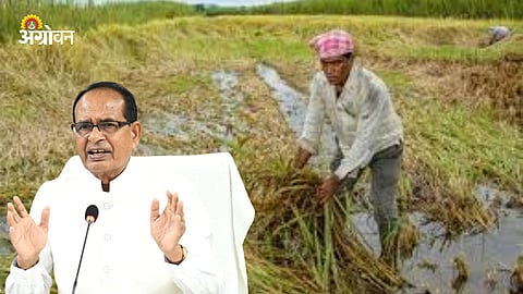 Rabi Crop Damage India