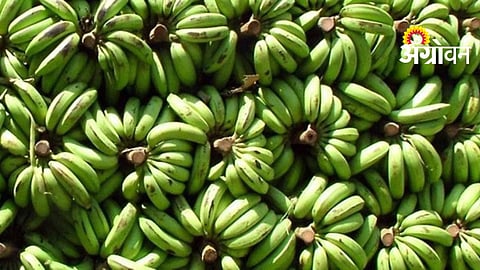 Banana Prices