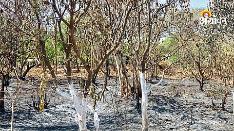 Farmer developed forest destroyed 25 acres India