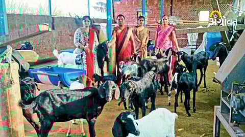 Women goat farming success story in Maharashtra