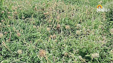 Onion seed production loss due to natural 