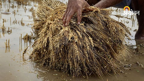 Wheat crop damage due to unseasonal rain