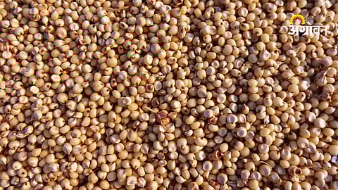 Jowar arrivals increase in Ahilyanagar market today