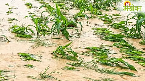 Agriculture Loss Compensation