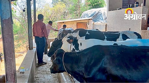 Livestock Farmers Crisis