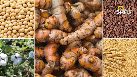 Maharashtra Agricultural Market Prices